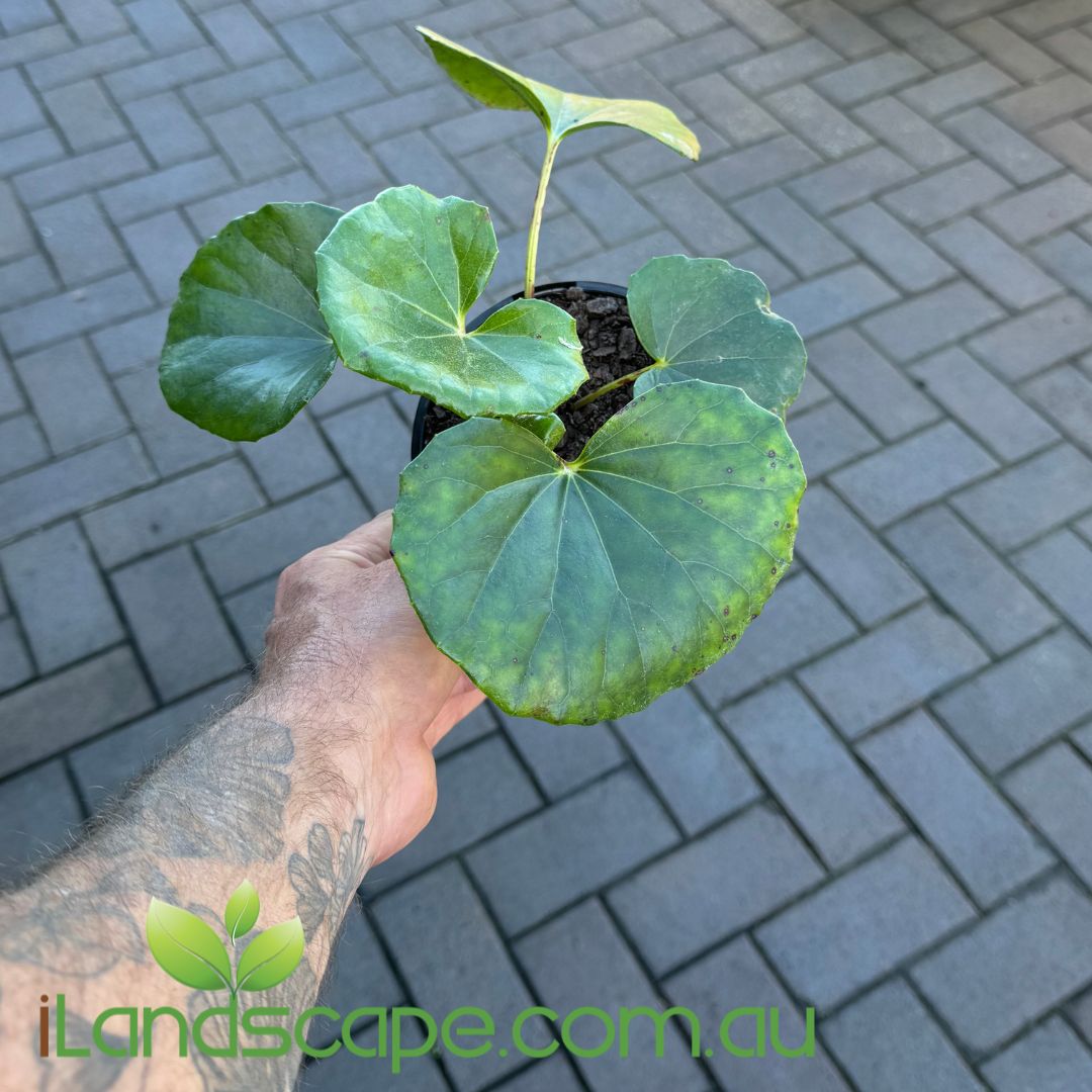 Ligularia reniformis - Tractor Seat Plant