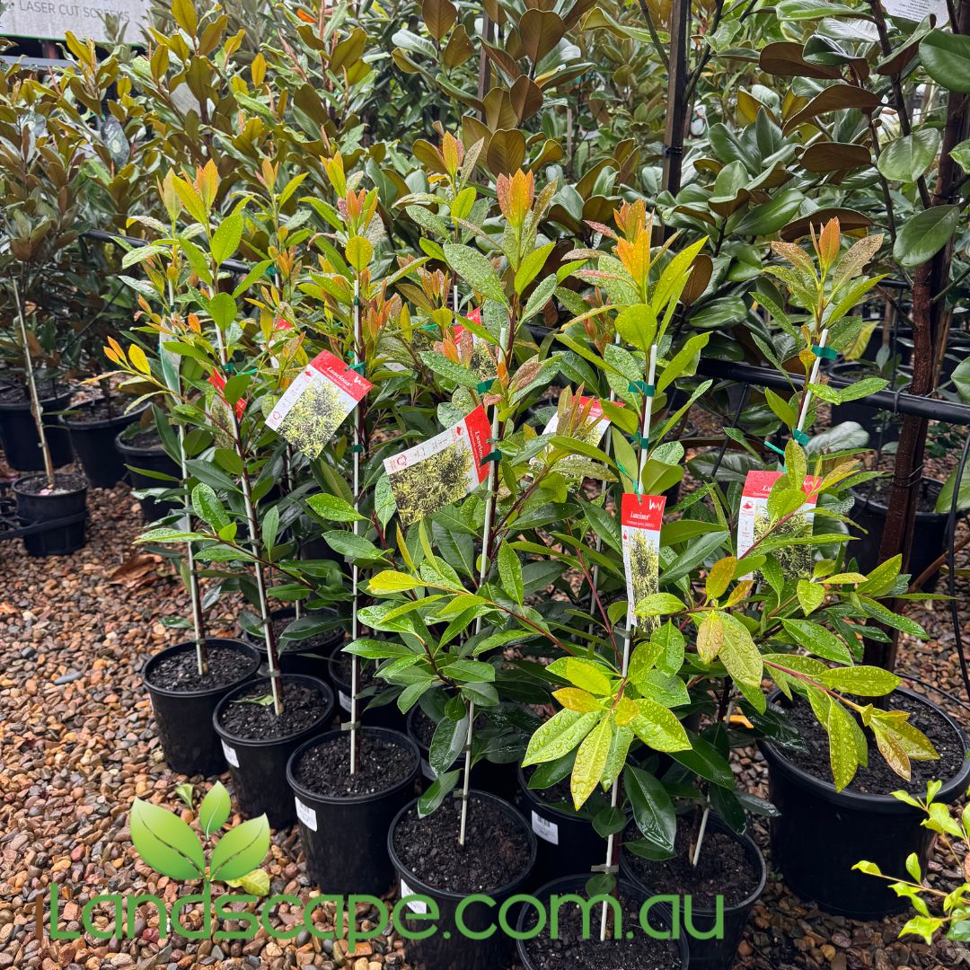 Tristaniopsis laurina 'Luscious' tree with glossy green leaves and upright growth habit