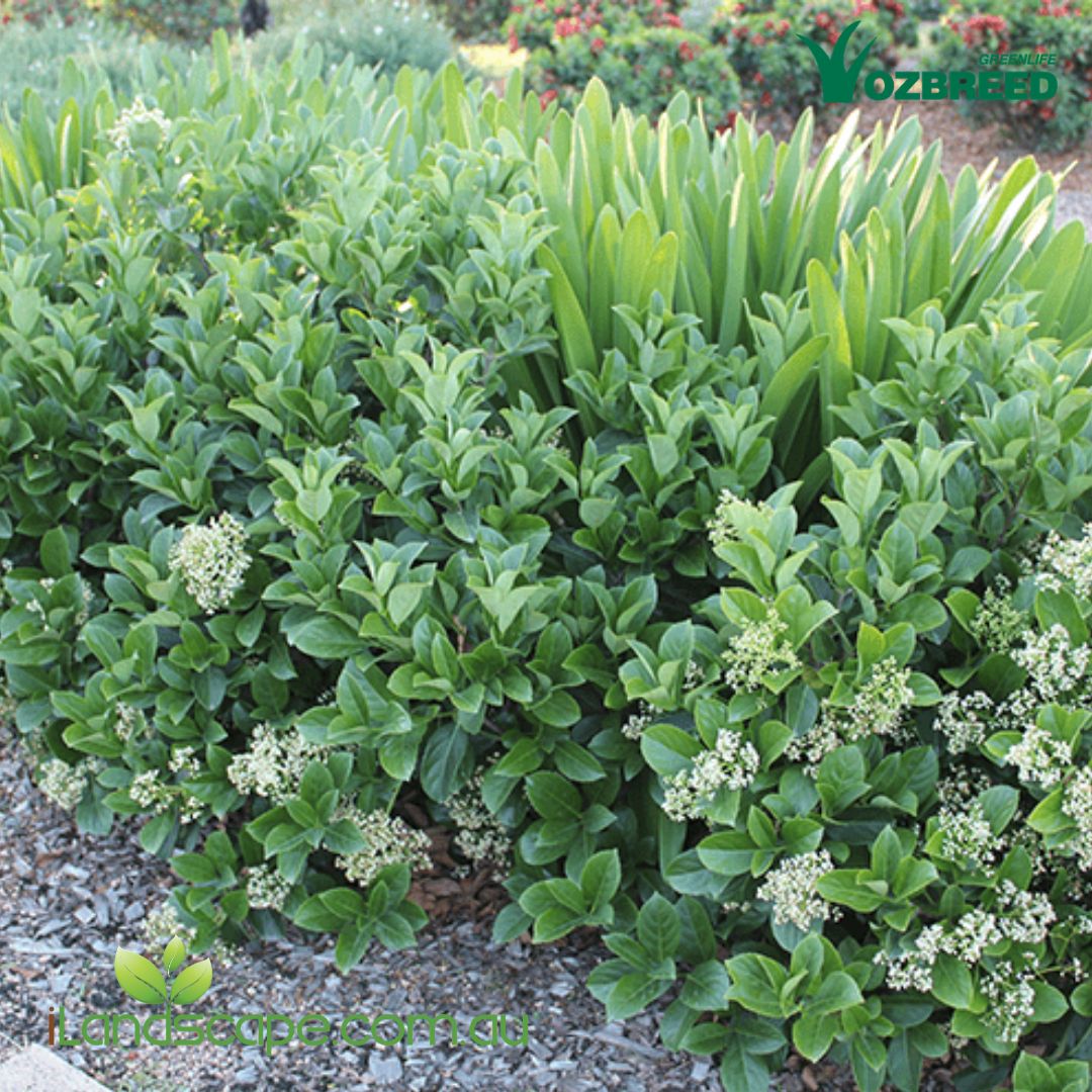 Dense Fence Viburnum evergreen screening hedge with dense glossy green foliage growing in a residential garden.