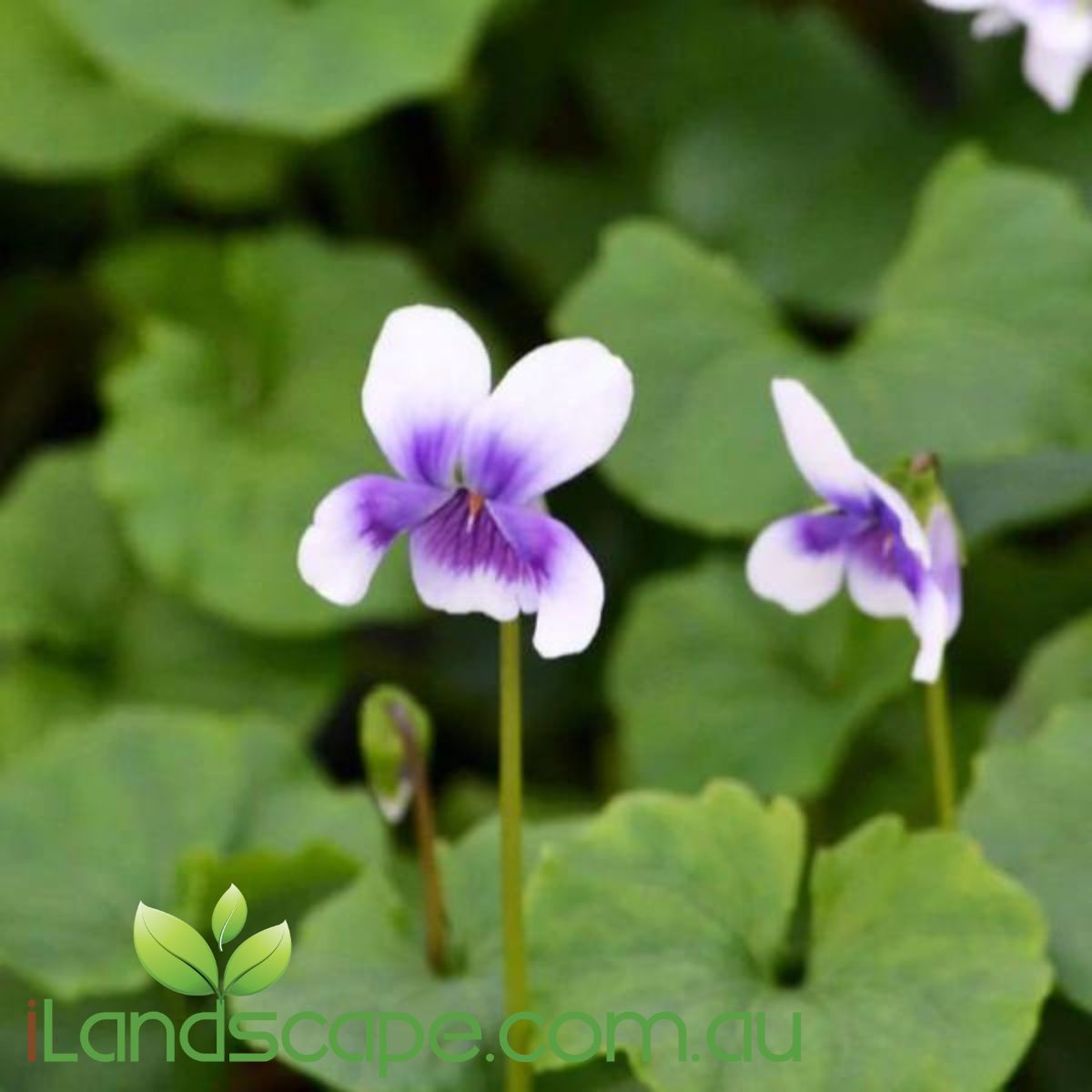 Viola Hederacea also known as Native Violet is an excellent ground cover that prefers shade to part shade environments. With round leaves and purple to white flowers its great to grow in Pots, grounds or Hanging baskets 