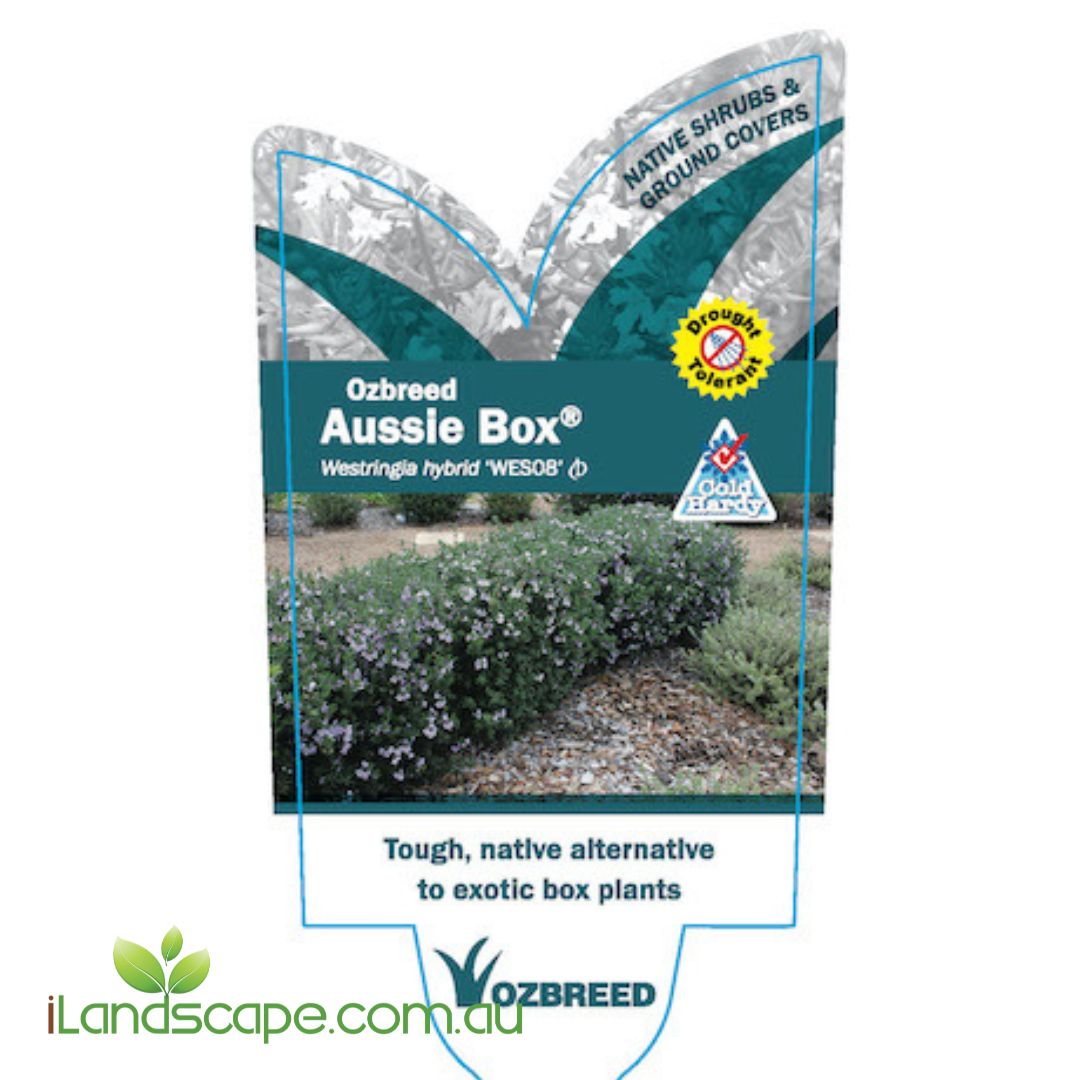 Westringia fruticosa 'Aussie Box'