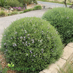 Westringia Blue Gem PBR with dense grey-green foliage and soft mauve-blue flowers growing in a Sunshine Coast garden.