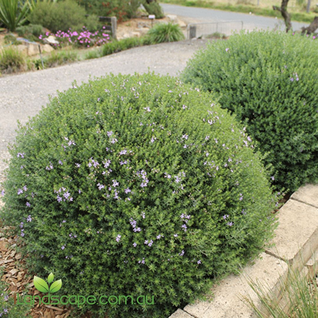 Westringia Blue Gem PBR with dense grey-green foliage and soft mauve-blue flowers growing in a Sunshine Coast garden.