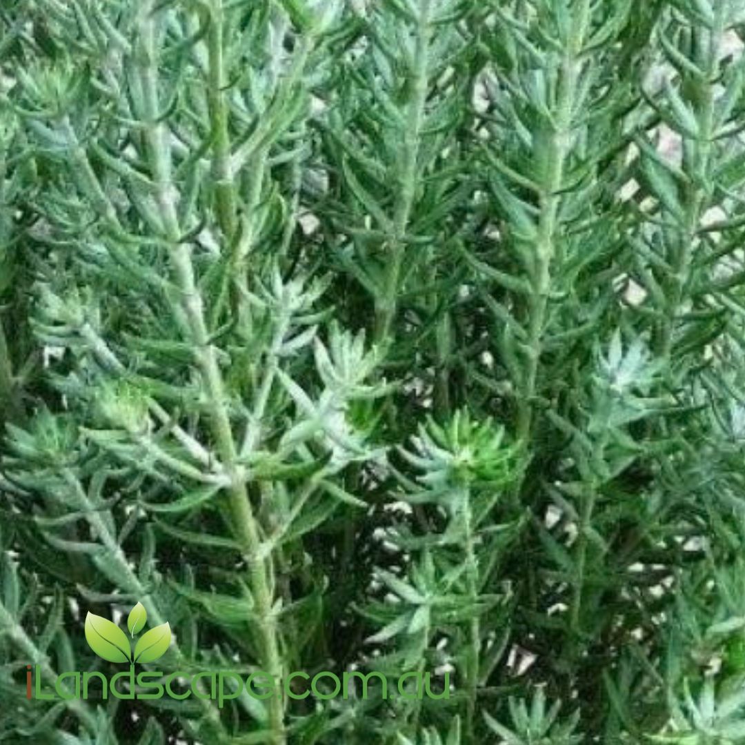 Westringia ‘Funky Chunky’