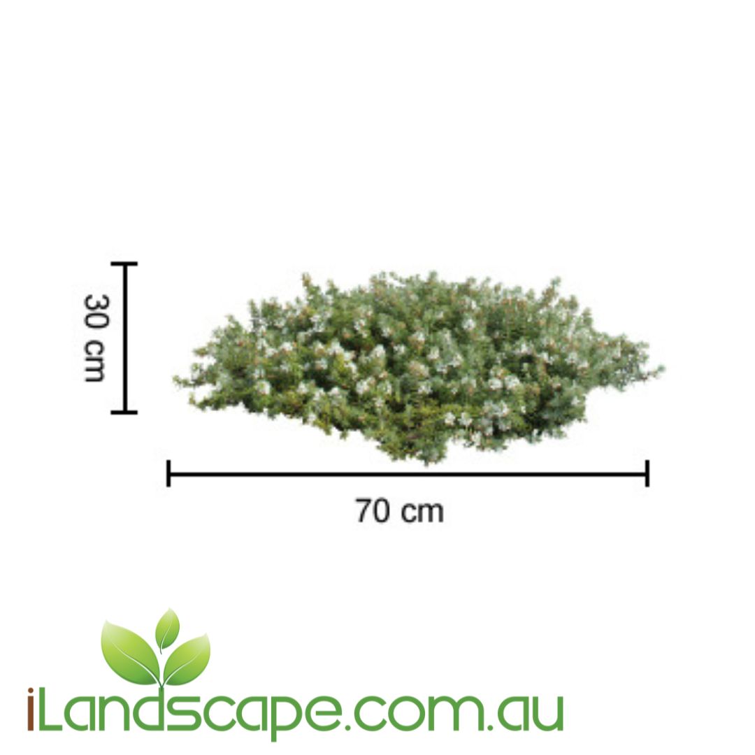 Westringia fruticosa 'Low Horizon' PBR