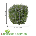 Westringia ‘Naringa’ PBR with dense green foliage and soft purple flowers, perfect for hedging