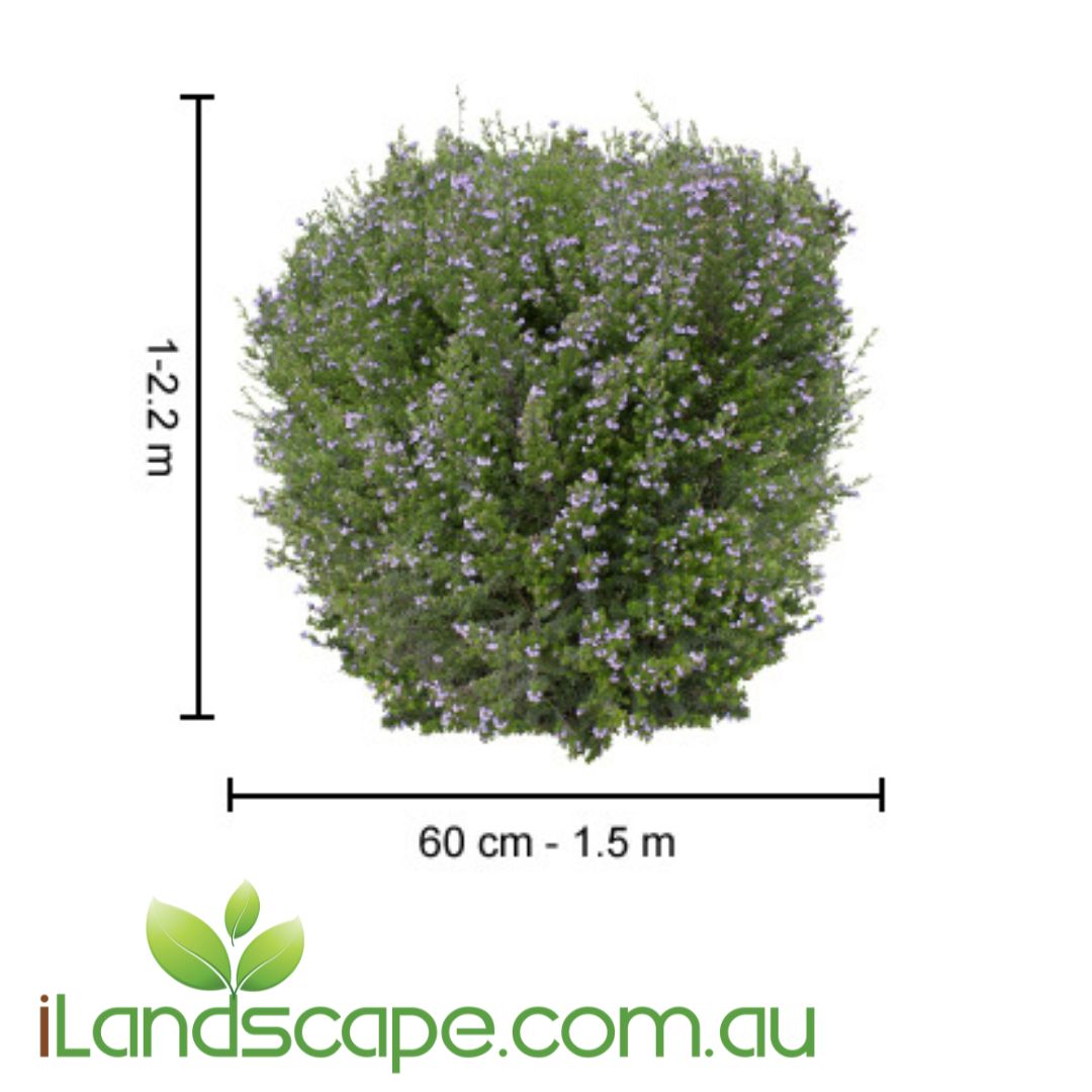 Westringia ‘Naringa’ PBR with dense green foliage and soft purple flowers, perfect for hedging