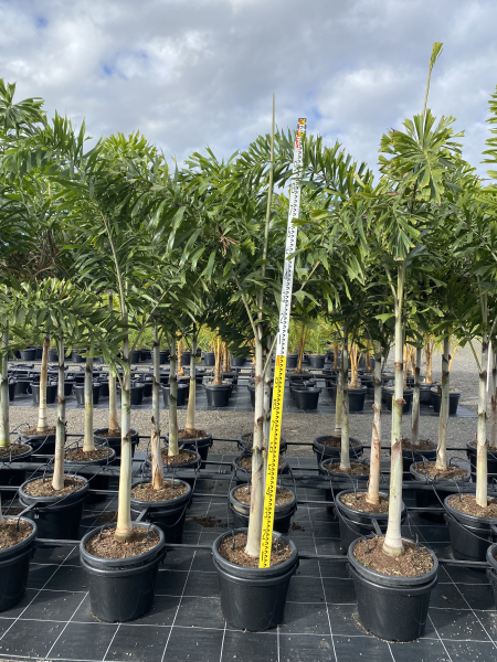 Wodyetia Bifurcata (Foxtail Palm)