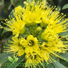 Xanthostemon ‘Fairhill Gold’ in full flower with bright yellow blooms.