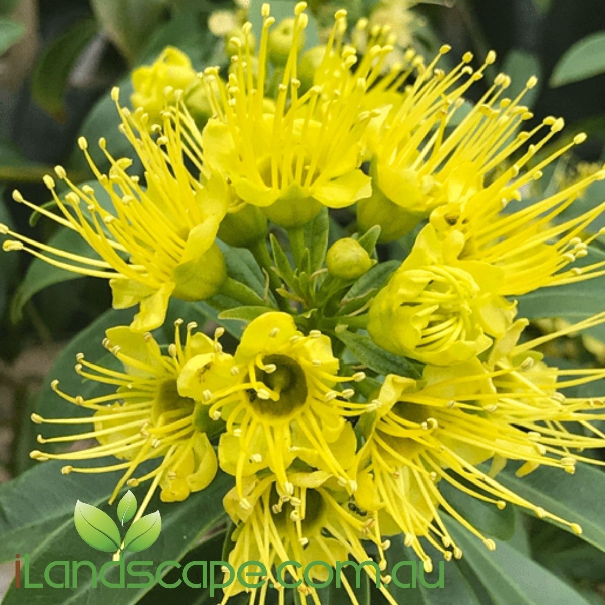 Xanthostemon ‘Fairhill Gold’ in full flower with bright yellow blooms.