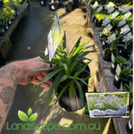 Agapanthus Baby Periwinkle