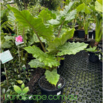 Alocasia portodora