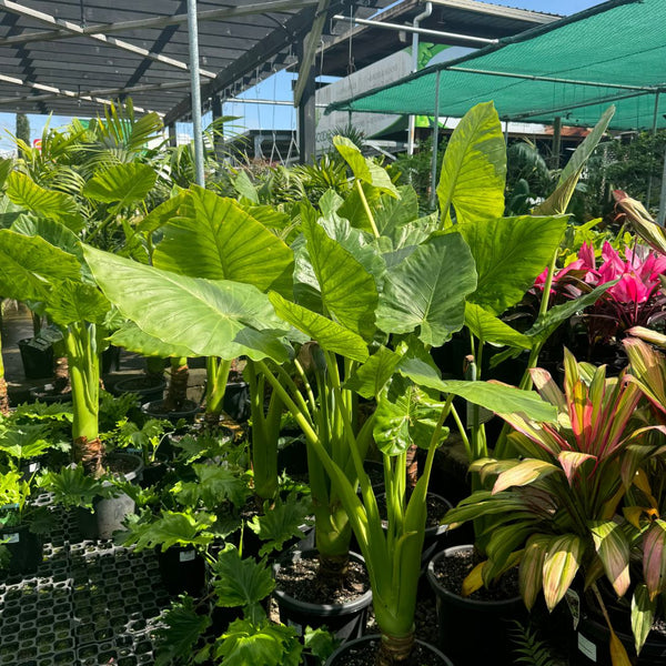 elephant ear plants for sale sunshine coast alocasia macrorrhiza - Giant Taro