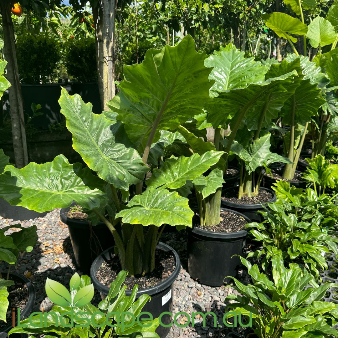 elephant ear plants for sale sunshine coast Alocasia portodora 300mm