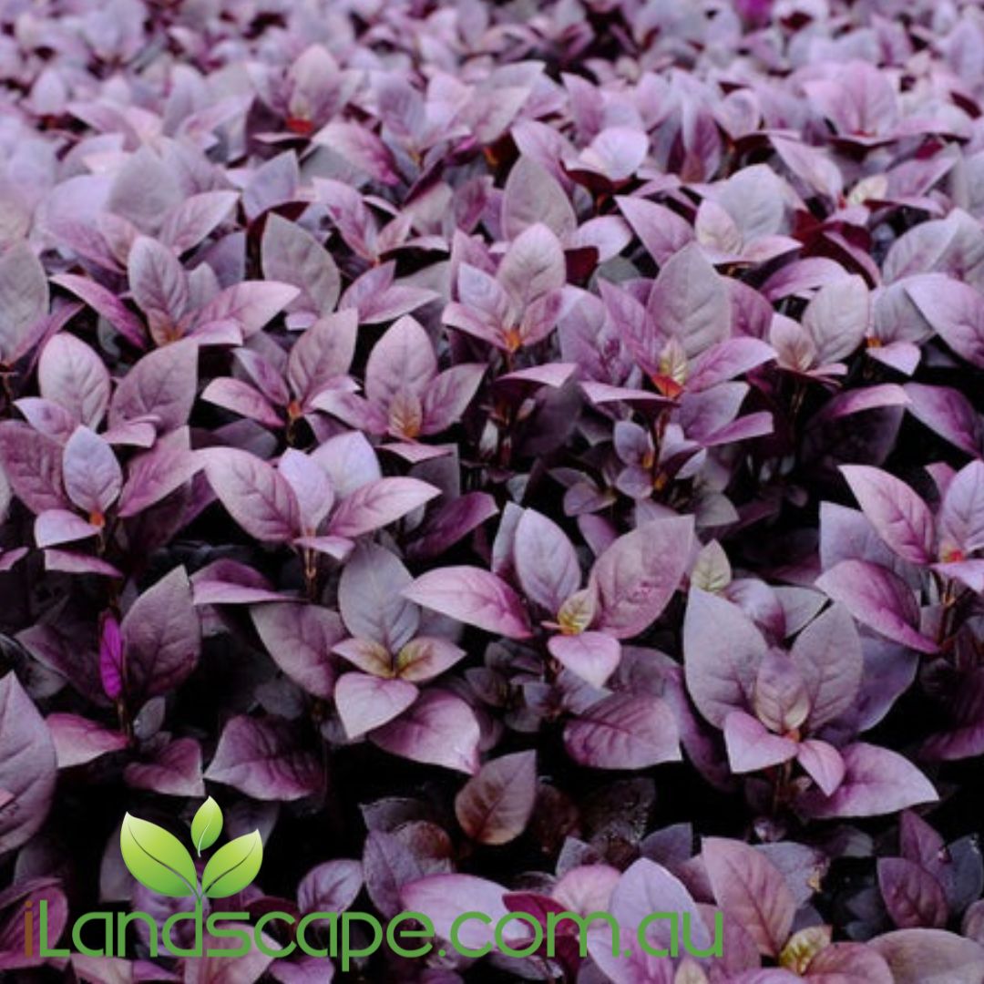 Alternanthera Little Ruby – Sunshine Coast Nursery & Garden Centre