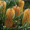 Birthday Candles Banksia compact Australian native shrub with golden flower spikes and dense evergreen foliage in flower.