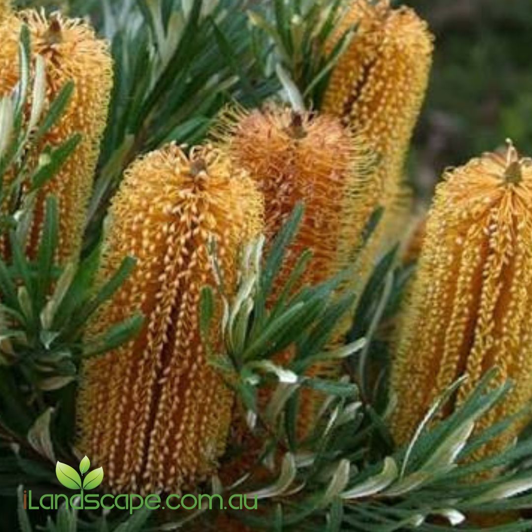 Birthday Candles Banksia compact Australian native shrub with golden flower spikes and dense evergreen foliage in flower.