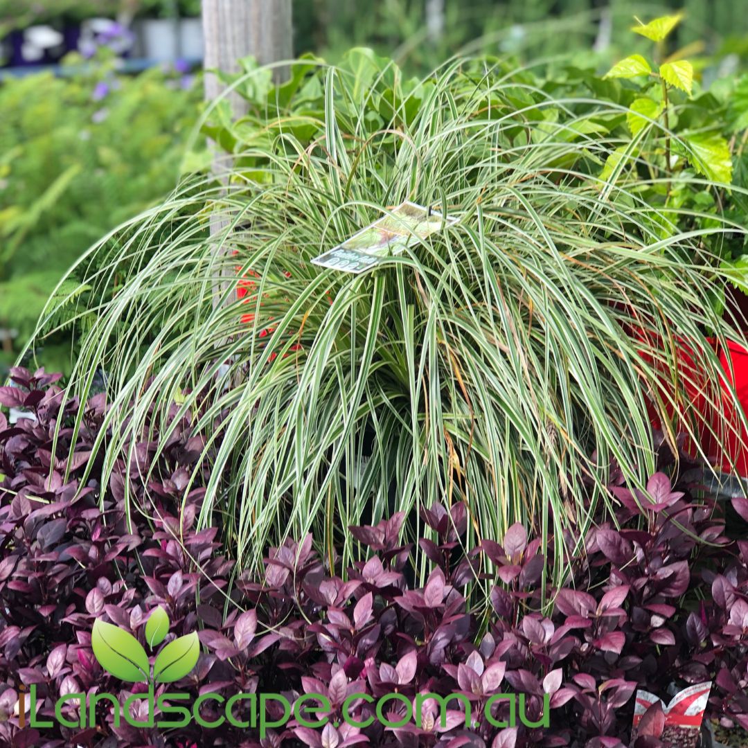 Carex Feather Falls is a highly decorative Carex with outstanding garden and pot performance. The long clean and crisp foliage will reward you with a year round maintenance free plant. A highlight of this new variety is its beautiful plumes of feathery flower stems that emerge from the centre of the fresh new variegated foliage during the spring months