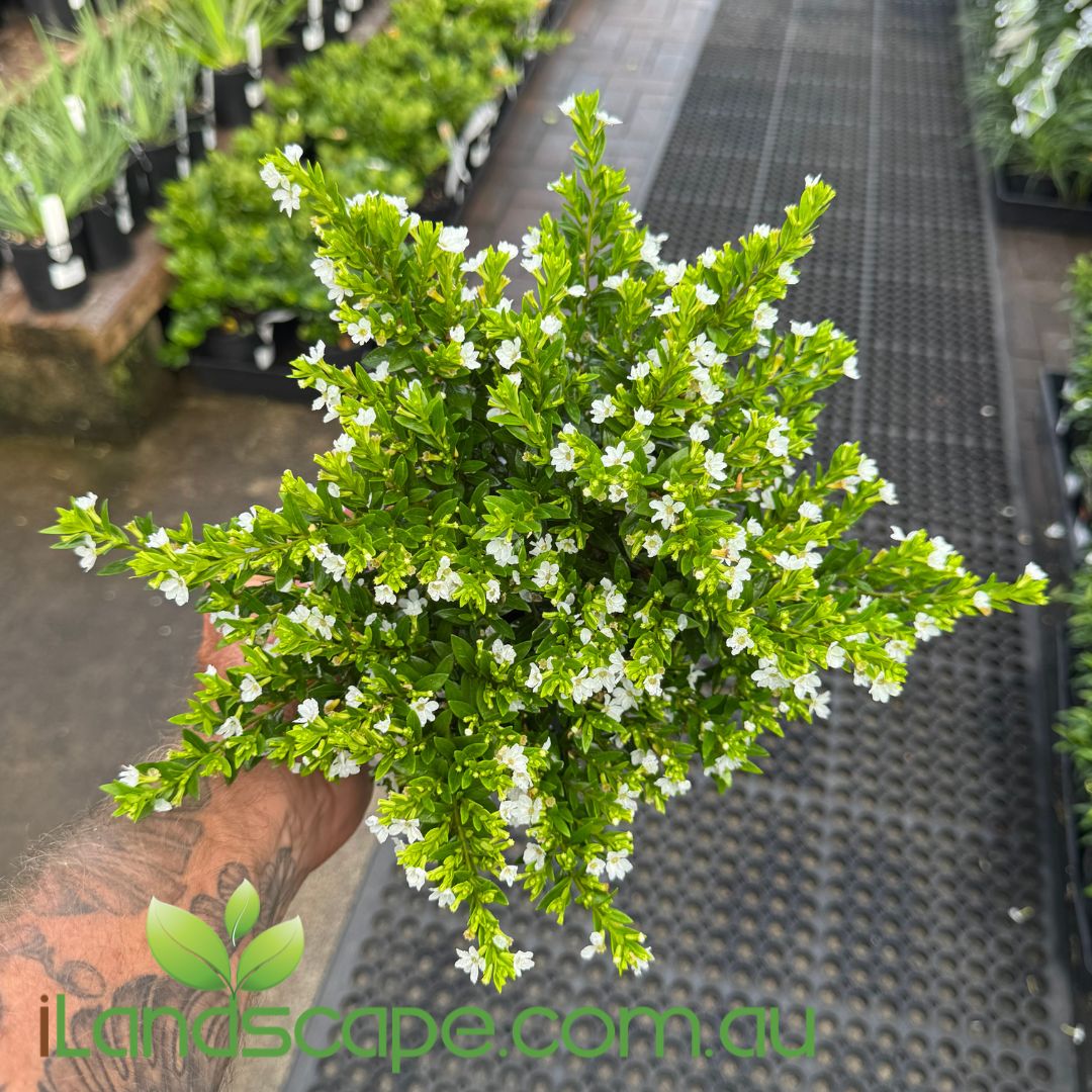 Cuphea White