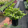 Cuphea White