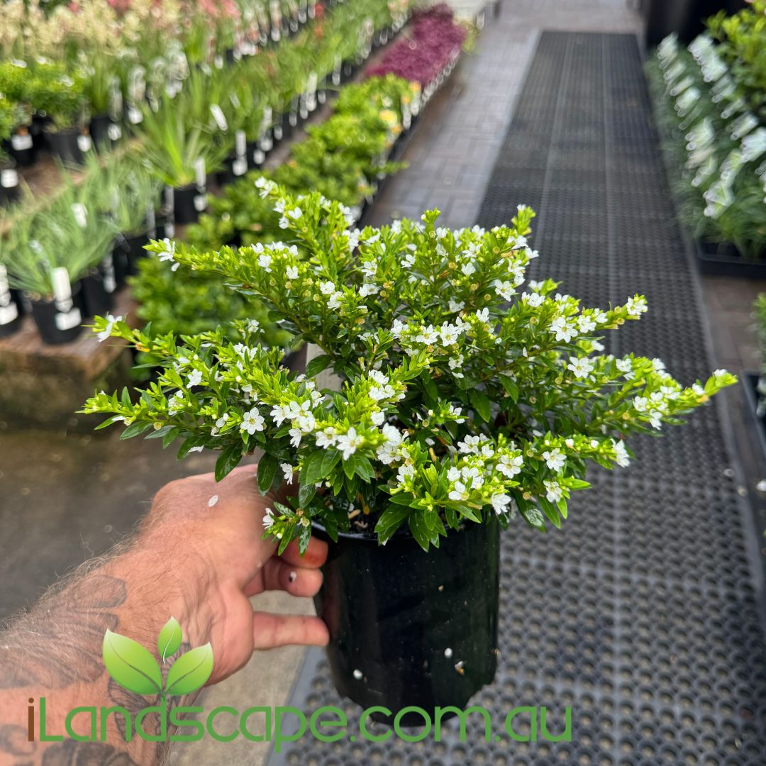 Cuphea White