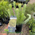 Adenanthos sericeus dwarf woolly bush shrub