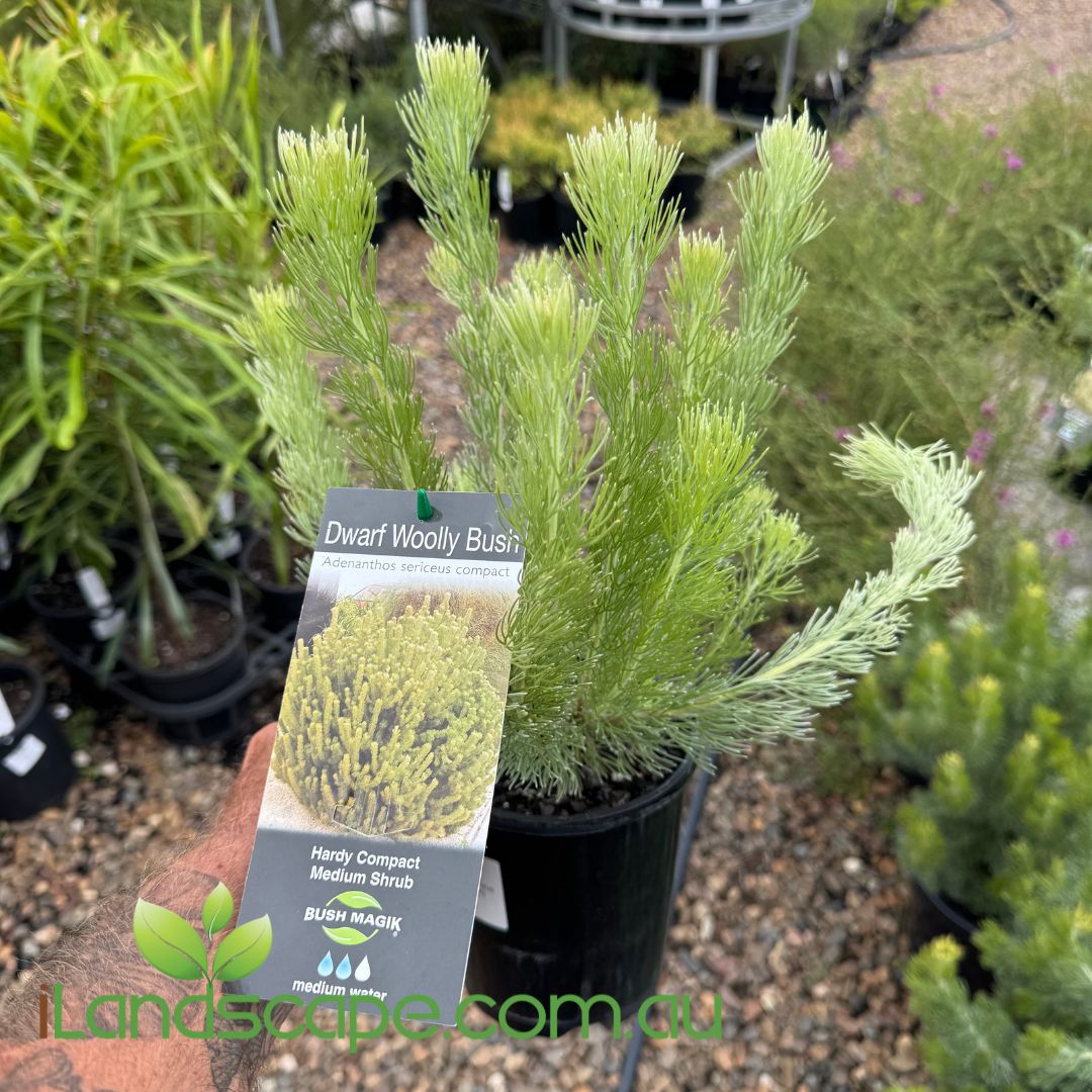 Adenanthos sericeus dwarf woolly bush shrub