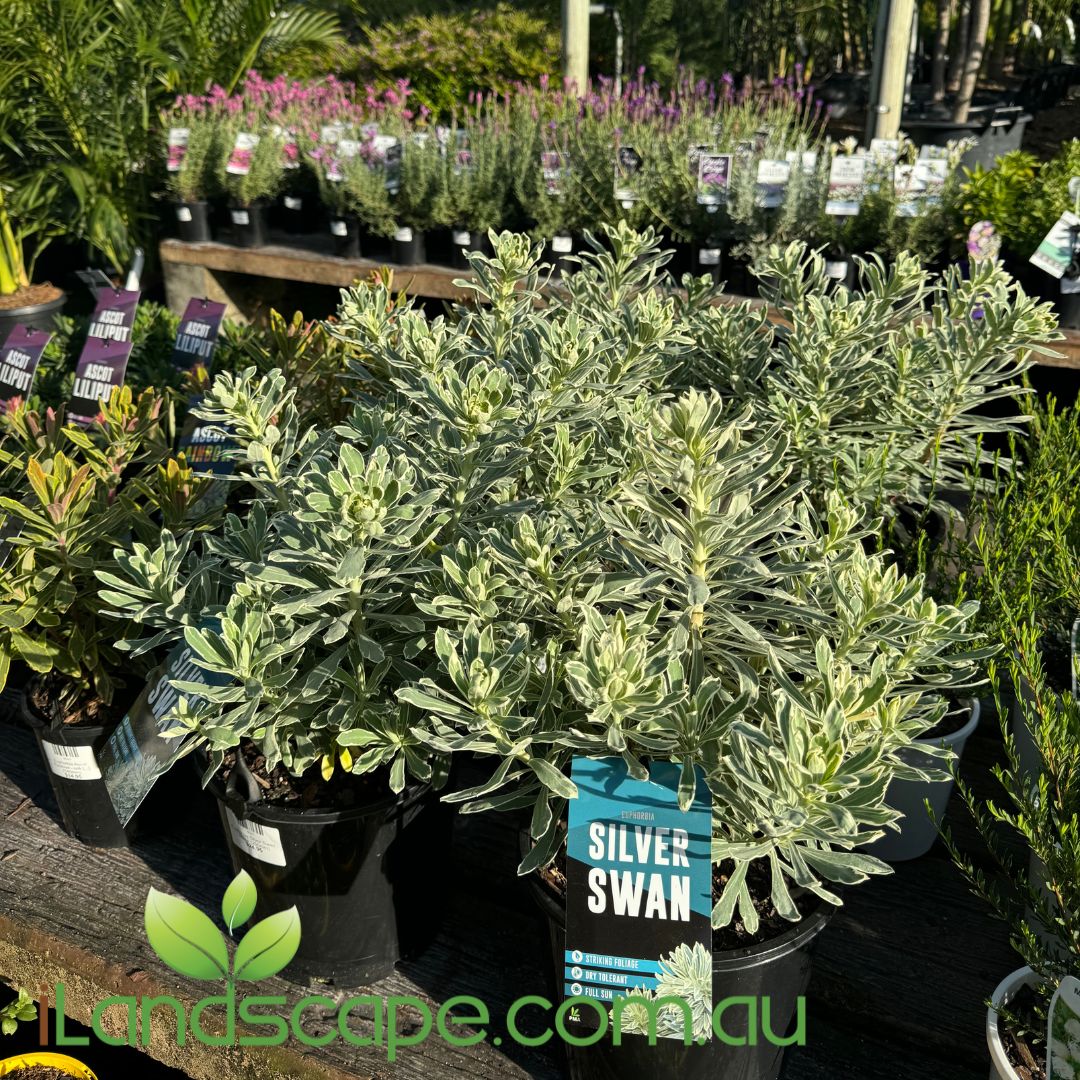 Euphorbia Silver Swan