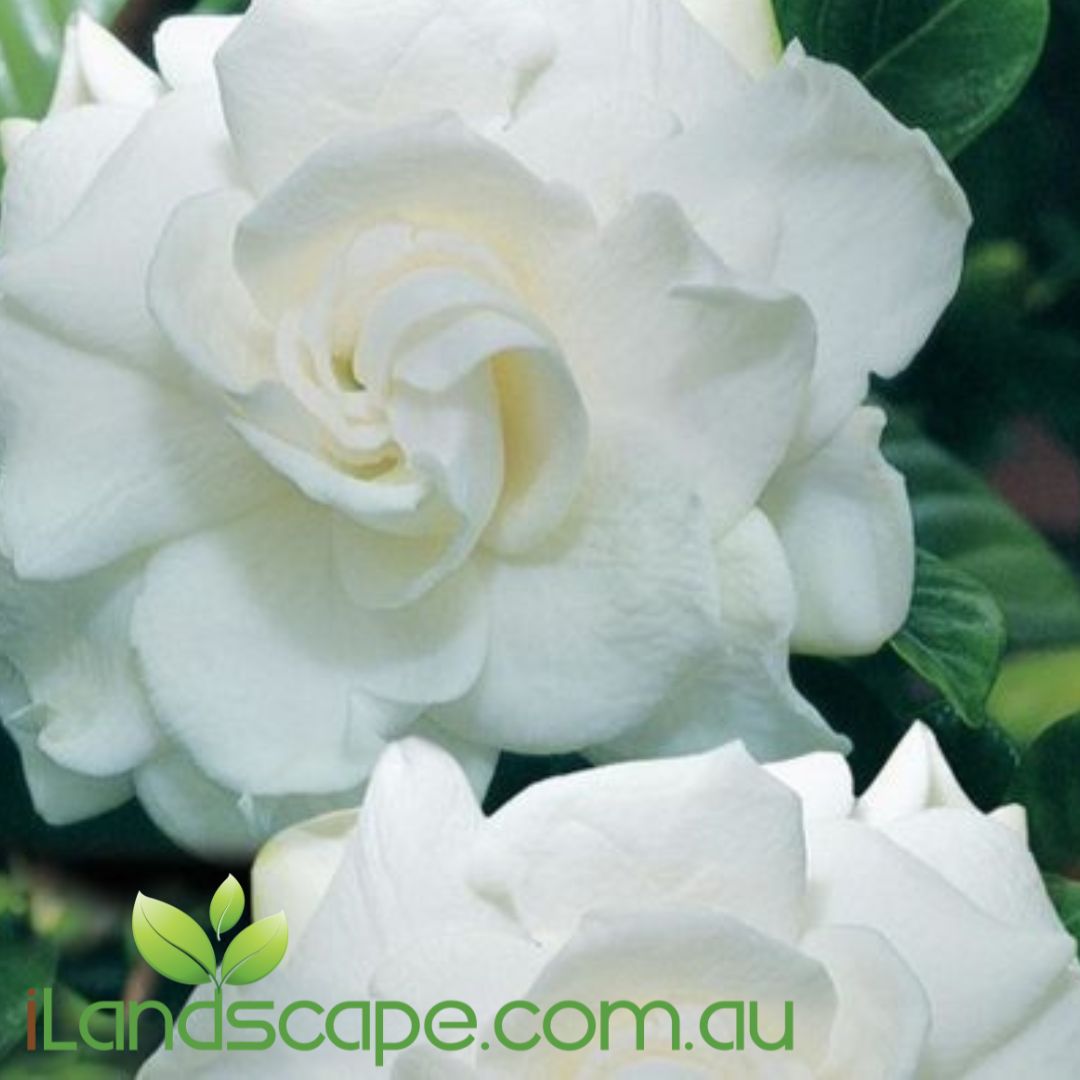 ardenia magnifica, this variety of Gardenia grows to approximately 1.5-2m in height and 1-1.5m wide. magnifica has larger dark glossy green leaves. Ideal for Pots and small hedging options. the flowers produce a beautiful perfume, ideal for mass planting 