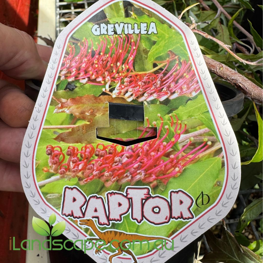 Grevillea Raptor plant label held over a Grevillea plant