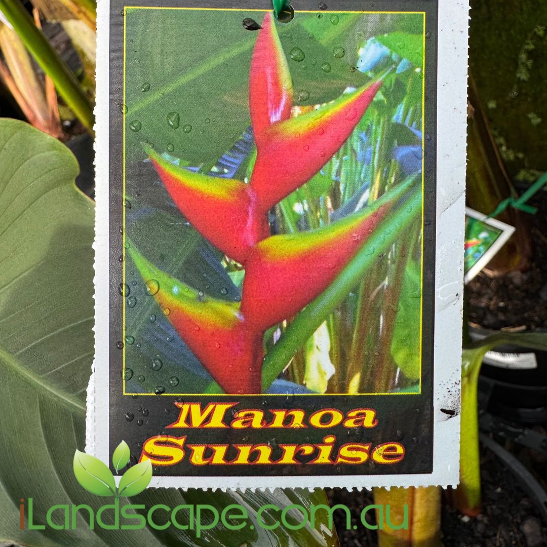Heliconia bihai 'Manoa Sunrise