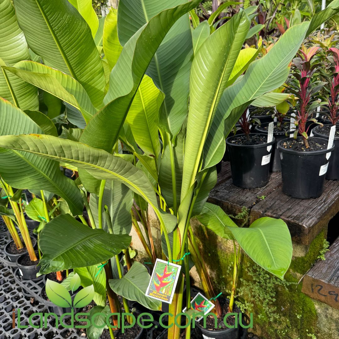 Heliconia bihai 'Manoa Sunrise