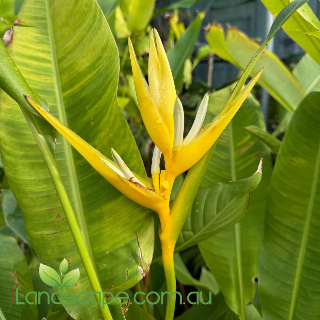 Yellow bird-of-paradise flower surrounded by green leaves with a brand logo in the corner.