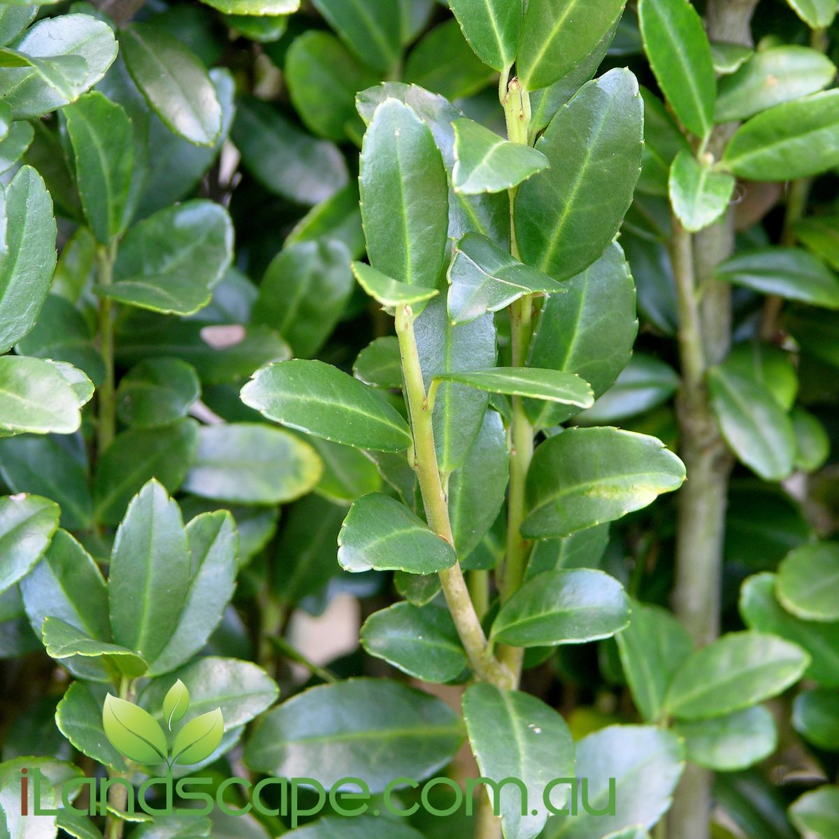 Ilex Crenata Sky Pencil is a slow growing, narrow, strongly columnar evergreen Japanese Holly with a shiny foliage. grows to approx. 4 m tall x 1.0m wide  Feed seasonally using Native food or similar 
