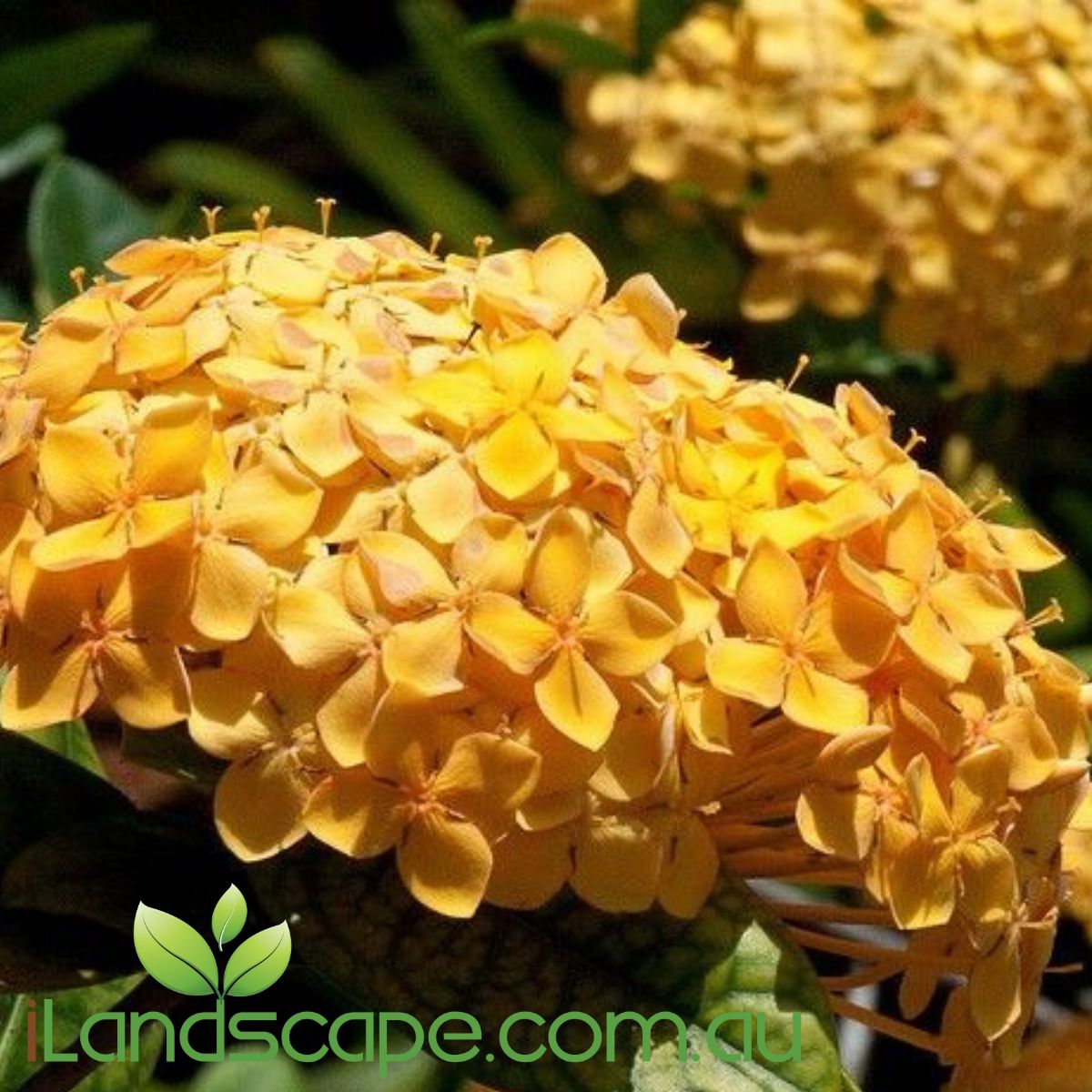 Ixora Compacta Gold produces masses of beautiful gold coloured flowers in heads. An evergreen shrub that grows to approx. 1.0m high  Feed seasonally and prune regular to keep a nice shape with lots of new growth 
