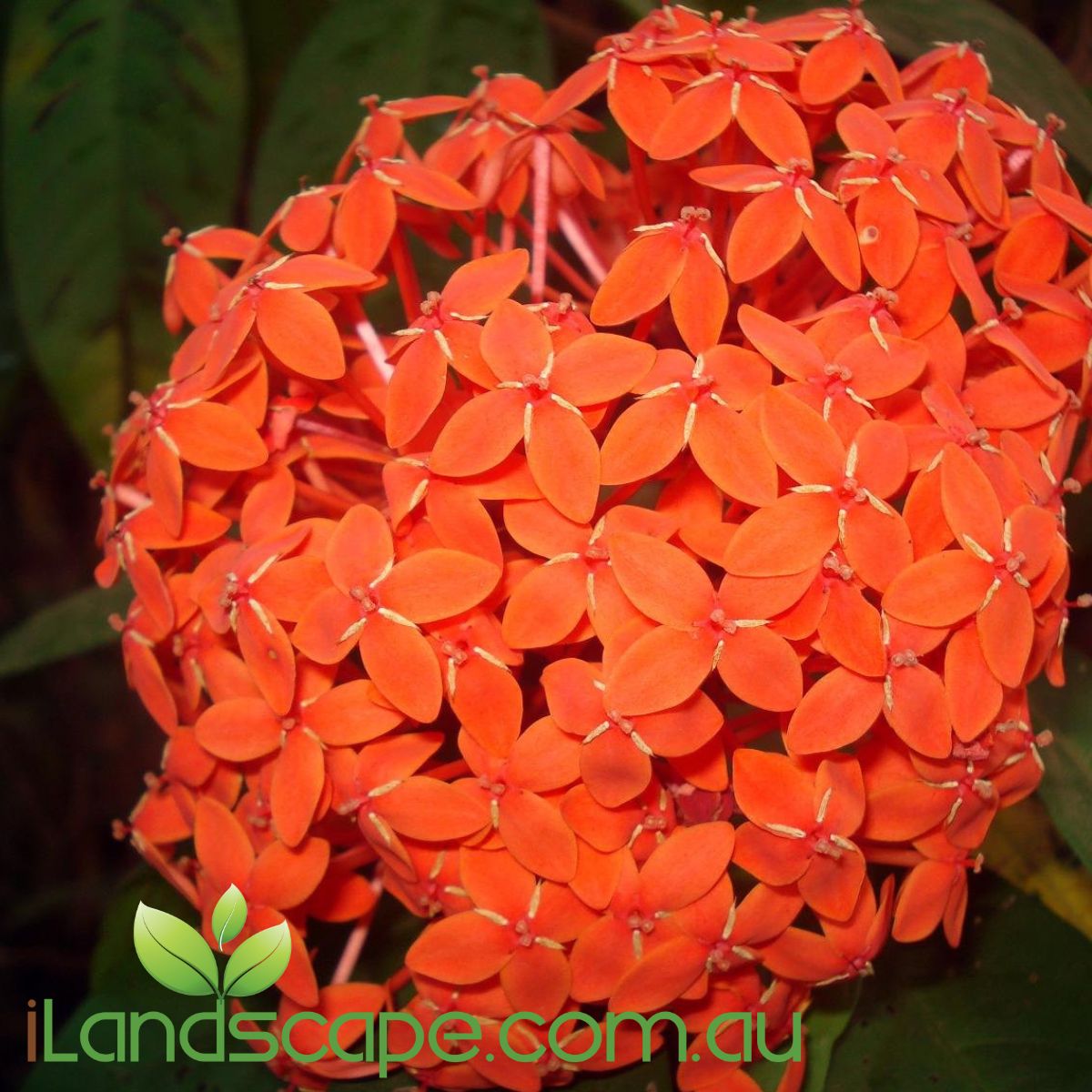 Ixora Compacta Red produces masses of beautiful red coloured flowers in heads that fade to orangish. An evergreen shrub that grows to approx. 1.0m high  Feed seasonally and prune regular to keep a nice shape with lots of new growth 