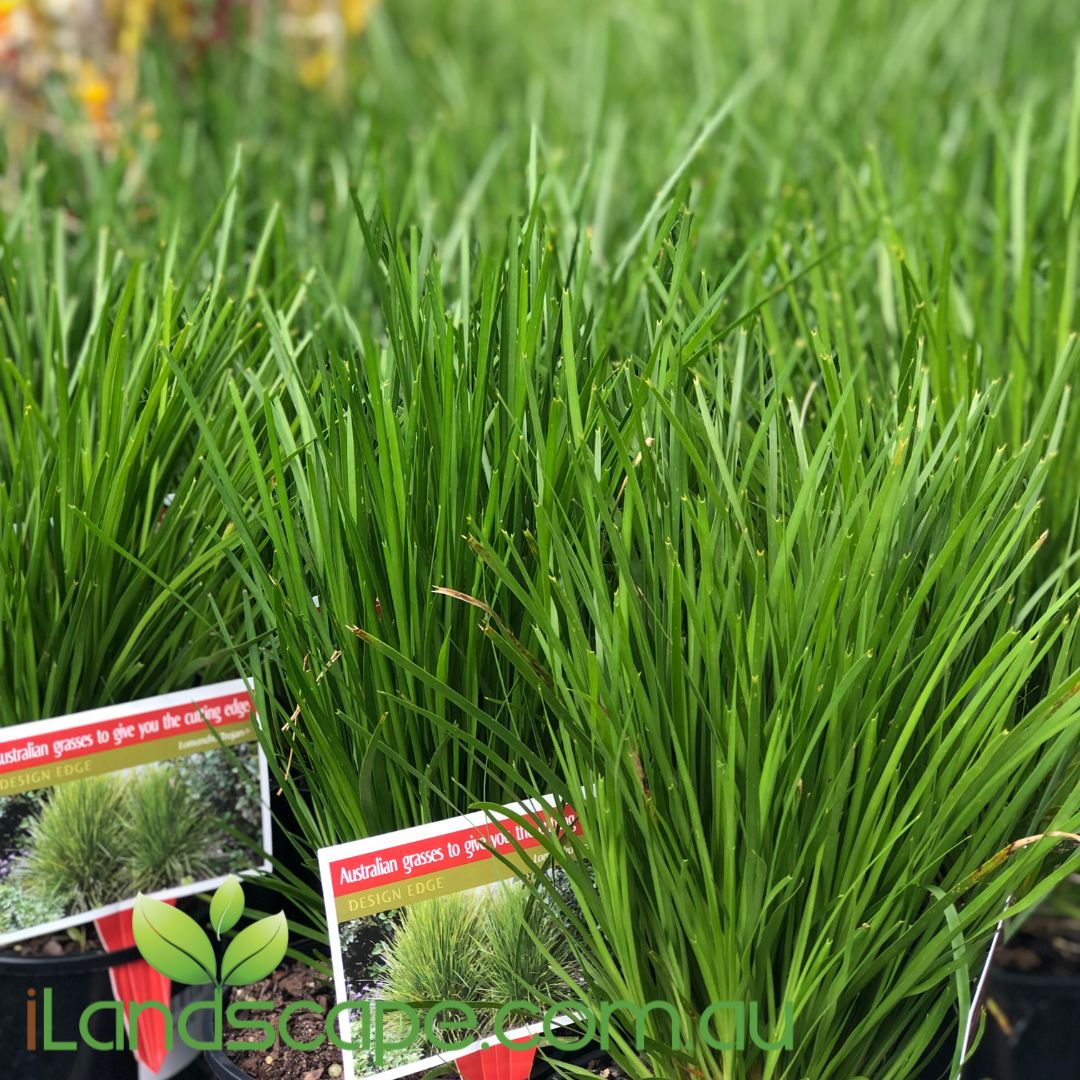 Lomandra confertifolia pallida Trojan is a hardy compact upright-growing native grass, tolerating frosts, drought adaptable to most soil types. Reliable lush, fine lime green leaves and fragrant small yellow flower spikes in Summer. Grows approx. 50-70cm tall.
