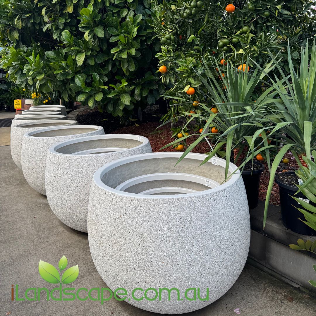 belly pot planter Mega Belly Pot