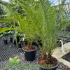 Potted palm plants in a greenhouse setting with 'Landscape.com.au' branding.