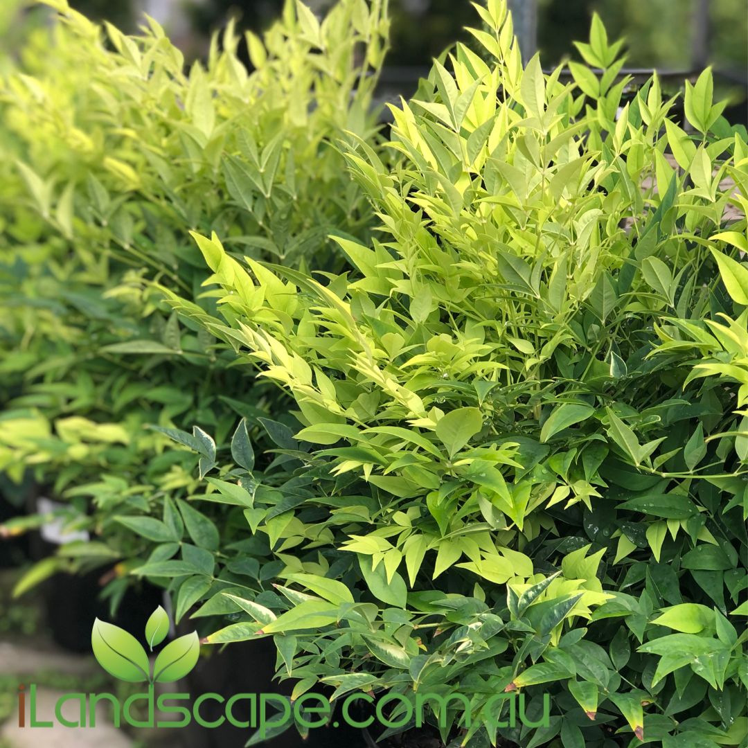 Magical Lemon Lime ® Nandina 'Lemon lime'   Looking for easy care, low maintenance and high impact foliage? This stunning evergreen plant has it. With lush lime green foliage year round which gives you a contemporary look year round with minimal maintenance. The new foliage creates an explosion of lemon tones fading to lime green as they age. The compact habit means there is no pruning required to maintain the neat natural shape. This breakthrough plant is a must for any garden.