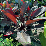 Philodendron Red Cardinal