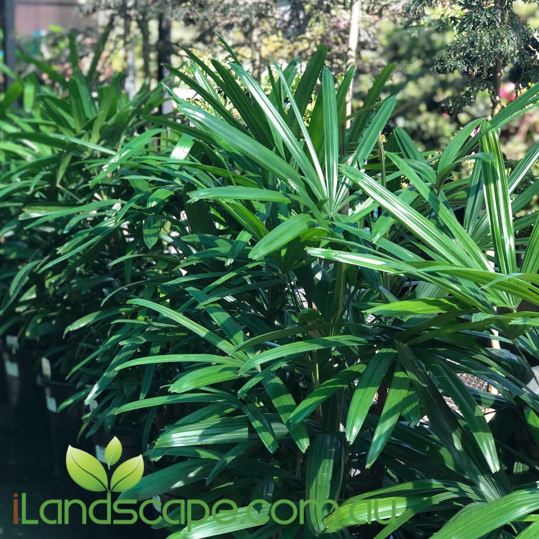 Rhapis excelsa Palms are a beautiful multi stemmed palm commonly used for indoor use and or shaded gardens. they can tolerate full sun however perform best in shaded and indoor environments. they are slow growers, typically growing around 10-15cm per year in an indoor environment 