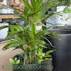 Satine Egg Planter Pot