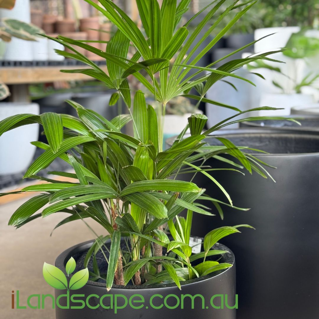 Satine Egg Planter Pot