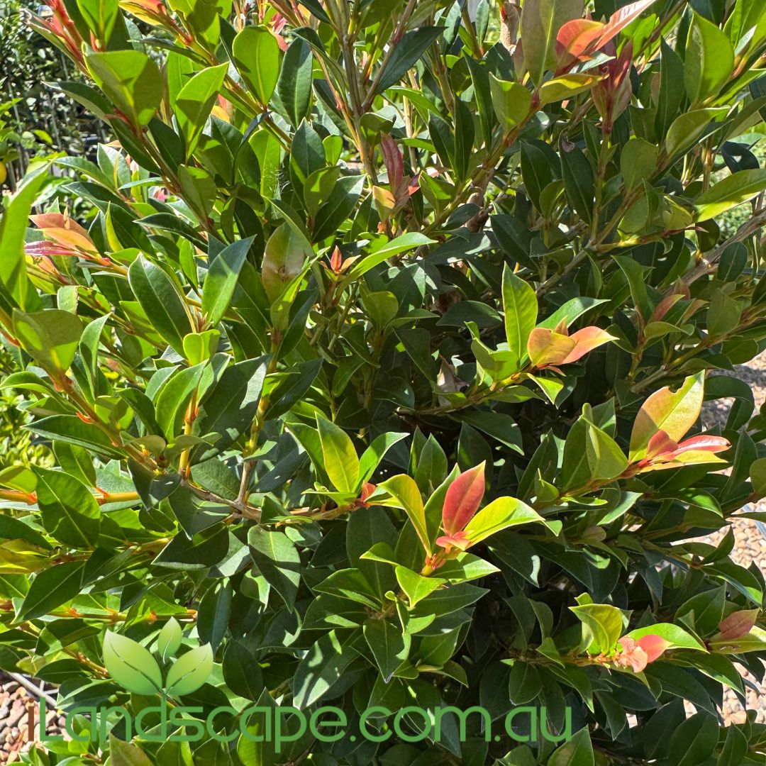 syzygium 'Bonfire'