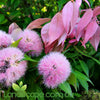 Syzygium 'Cascade' is a rounded, bushy, large shrub with weeping foliage in brilliant shades of red, pink and apple-green. During Summer, gold-tipped, pink, pom-pom clustered flowers form at the ends of the drooping branches
