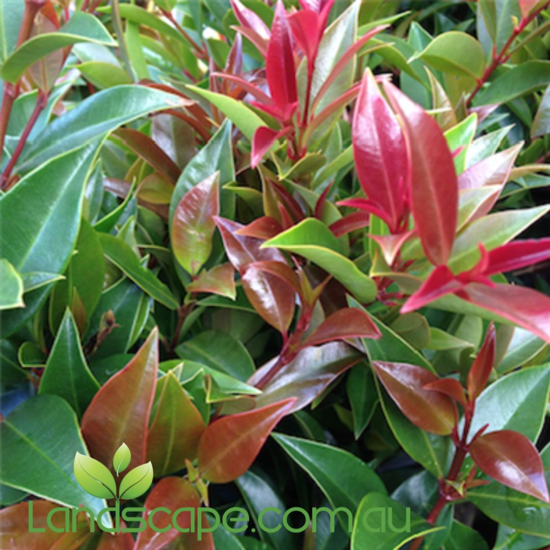 Syzygium australe Winter Lights