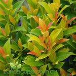 Syzygium australe Hinterland Gold
