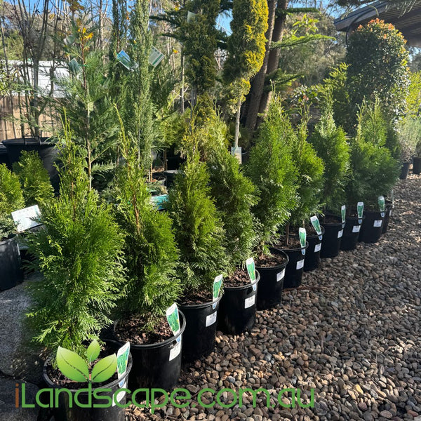 Thuja smargd – Sunshine Coast Nursery & Garden Centre