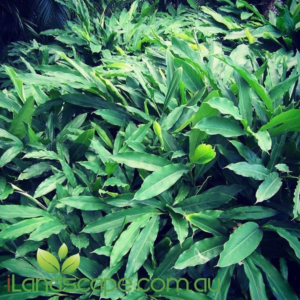 False Cardomon Alpinia Mutica (False Cardomom) – Sunshine Coast Nursery & Garden Centre